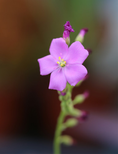 Fleur de Drosera capensis