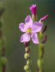 Drosera filiformis Clone 2 plante carnivore
