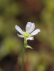 Dionaea muscipula / Attrape-mouche de Vénus / Dionée Plante carnivore