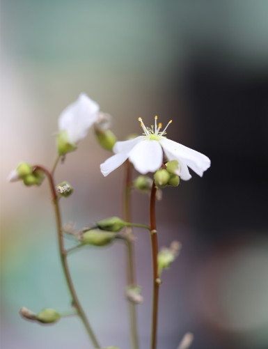 Drosera binata var. dichotoma forme géante plante carnivore