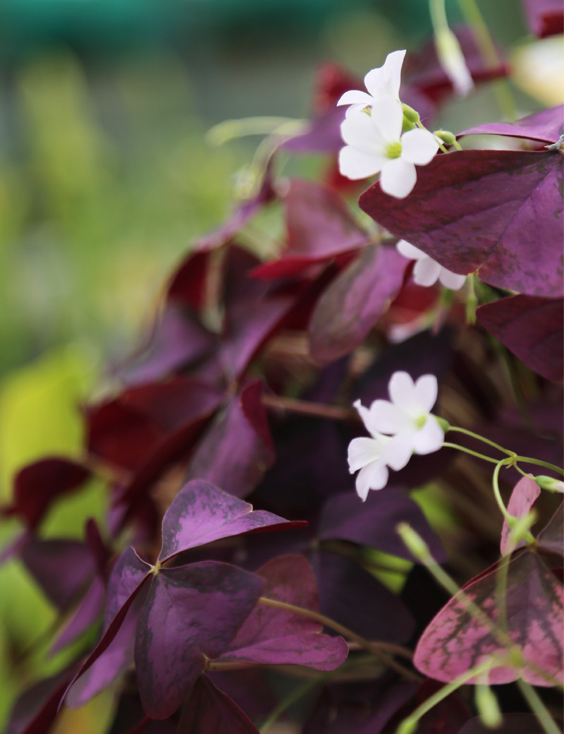 Zoom sur – l'Oxalis triangularis pourpre – Oxalis & Bagatelle