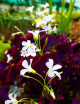 Oxalis triangularis fleurs