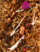 Oxalis triangularis - Trèfle pourpre bulbes à vendre