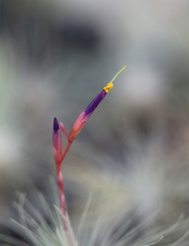 Tillandsia argentea fleurs fille de l'air