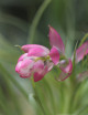 Tillandsia stricta - 8 à 12 cm fille de l'air