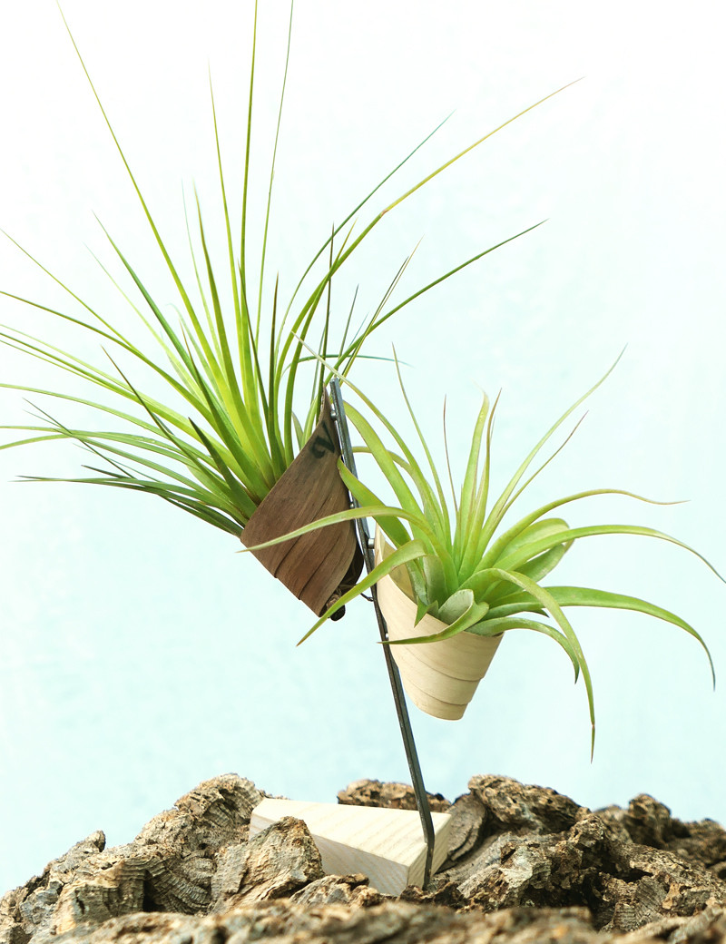 Tillandsia présentés - "Vertu"