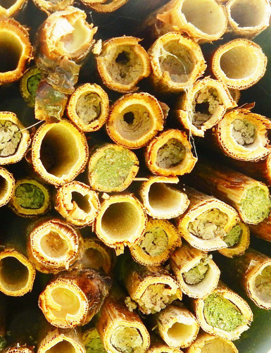 Tubes refuge pour abeilles sauvages
