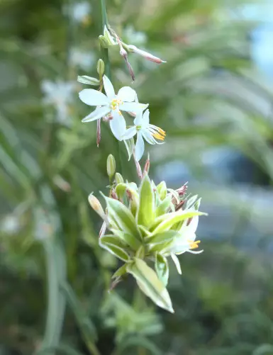 Plantes terrariums Chlorophytum Pacific