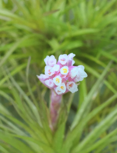 Tillandsia tenuifolia - 12 à 15 cm fille de l'air