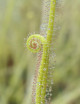 Drosera filiformis 'Florida Giant' plante carnivore