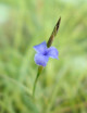 Tillandsia mallemontii - 10 à 14 cm fille de l'air