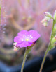Drosera spatulata var gympiensis plante carnivore