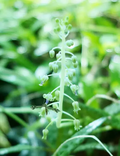 Plantes terrariums Scilla Pauciflora