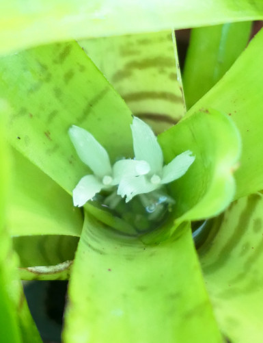 Fleur de Neoregelia ampullacea