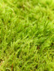 Mousse verte naturelle - Plaque fine 2-3cm