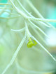 Tillandsia usneoides large argenté - 50 à 60 cm fille de l'air