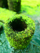 Pot en xaxim en culture pour terrarium