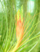 Tillandsia punctulata - 15 à 20 cm fille de l'air