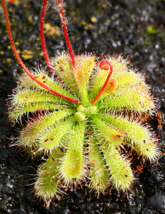 Drosera spatulata var gympiensis plante carnivore Drosera spatulata var gympiensis plante carnivore