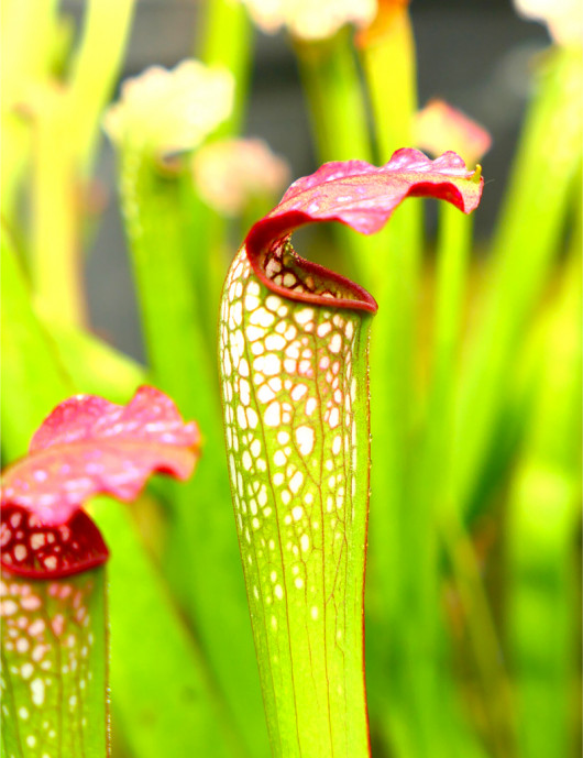 Plante carnivore Sarracenia x excellens x rubra Plante carnivore Sarracenia x excellens x rubra