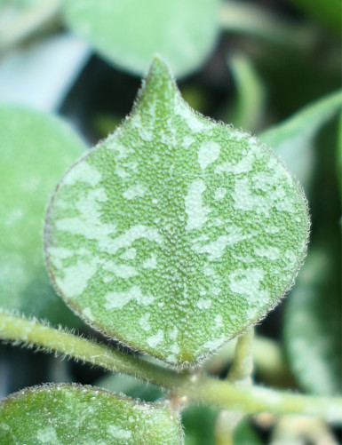 Fleur de porcelaine Hoya curtisii