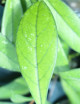 Fleur de porcelaine Hoya crassipetiolata