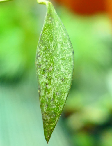 Fleur de porcelaine Hoya parviflora 'speckled leaves'