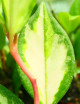 Fleur de porcelaine Hoya carnosa tricolor