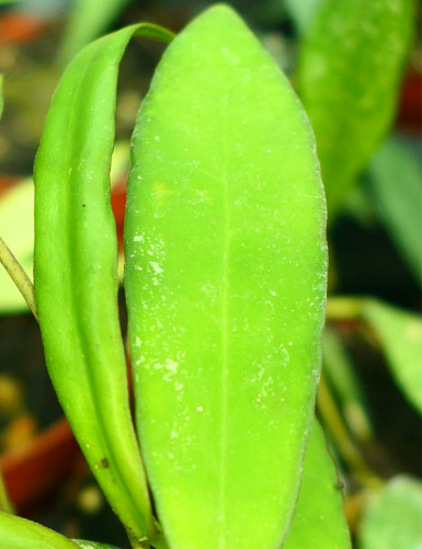 Fleur de porcelaine Hoya scortechinii