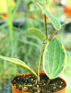 Fleur de porcelaine Hoya macrophylla variegata