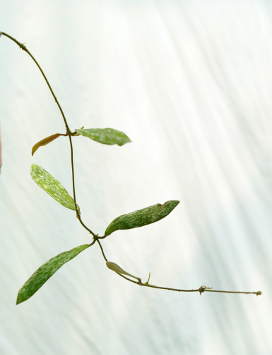 Hoya sigitalis 'small leaves'