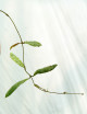 Fleur de porcelaine Hoya sigitalis 'small leaves'