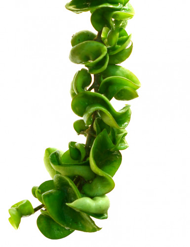 Fleur de porcelaine Hoya carnosa compacta