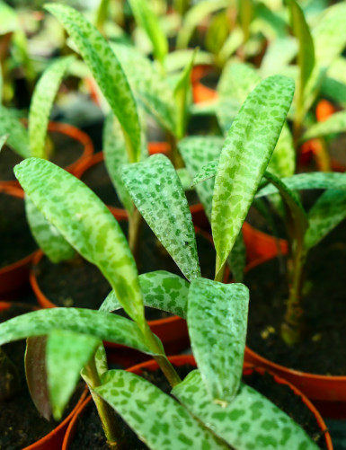 Scilla pauciflora violacea