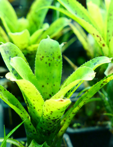 Plante terrarium Neoregelia passifolia