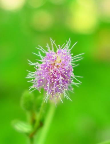 Plantes terrariums Mimosa pudica