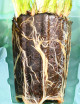 Plantes terrariums Mottes de Xyris sp. à rempoter X 6