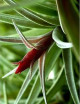 Tillandsia harrisii daughter of the air