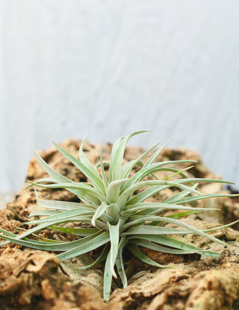 Tillandsia harrisii daughter of the air