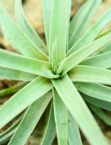 Tillandsia harrisii fille de l'air