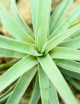 Tillandsia harrisii daughter of the air