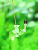 Ceropegia woodii fleur