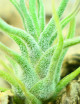 Tillandsia pruinosa - 4 à 6 cm fille de l'air