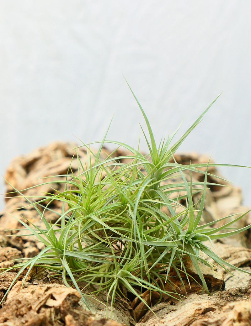 Tillandsia aeranthos en touffe fille de l'air