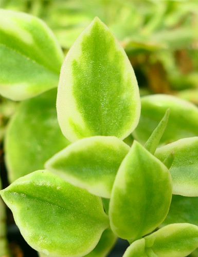 Plantes terrariums Aptenia cordifolia variegata - FicoÃ¯de Ã  feuilles en cÅ“ur