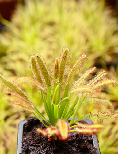 Drosera capensis 'feuilles larges' plante carnivore
