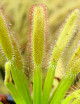 Drosera capensis 'feuilles larges' plante carnivore