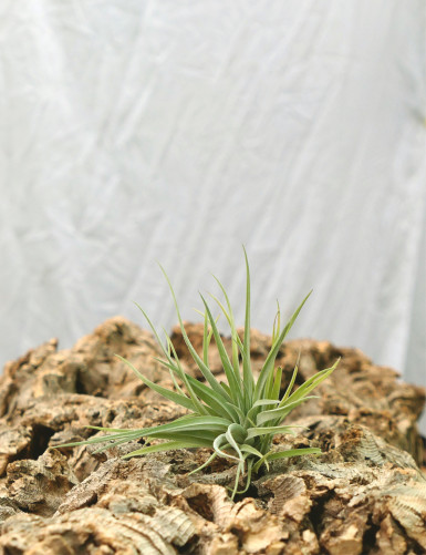 Tillandsia plagiotropica fille de l'air