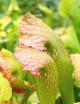 Plante carnivore Sarracenia x mardi gras
