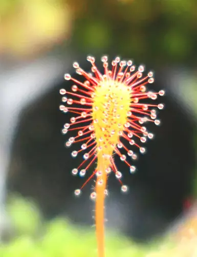 Drosera nidiformis plante carnivore